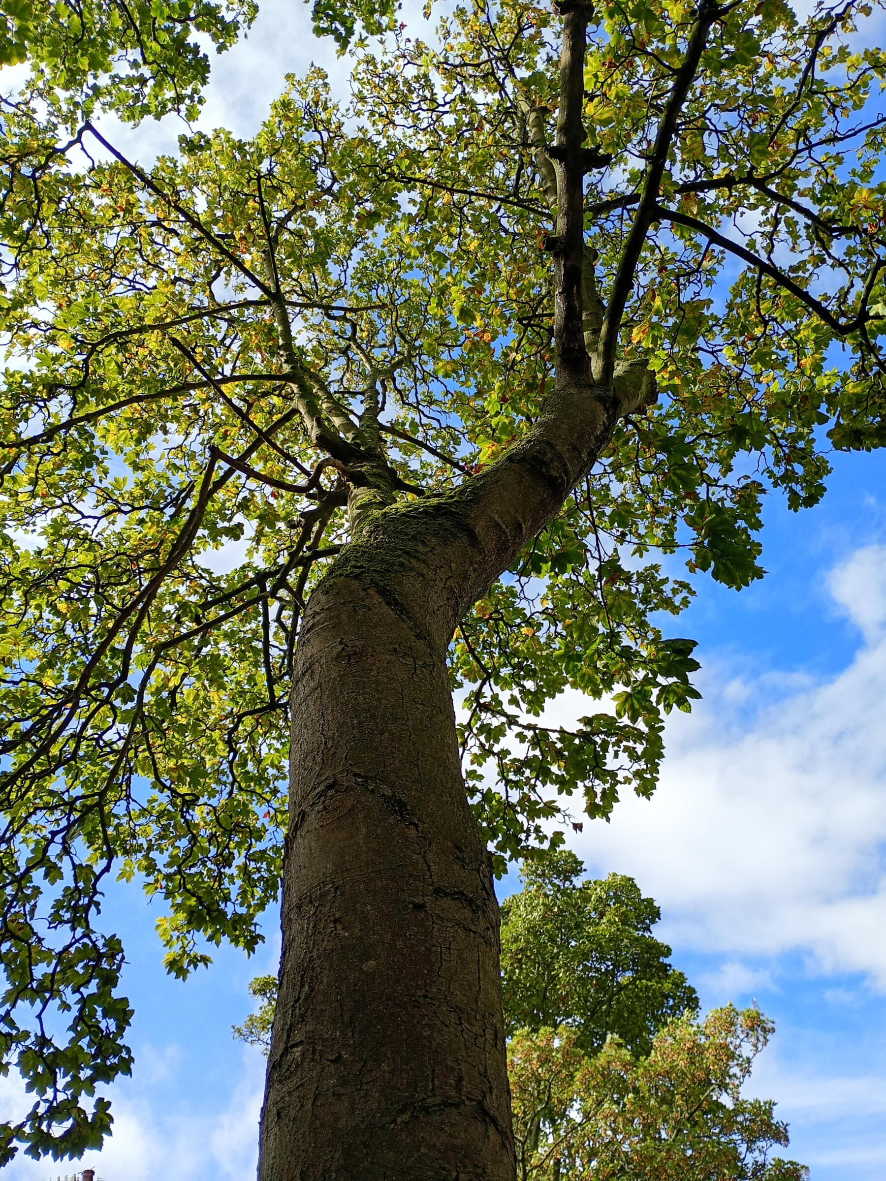 Lynn Elsdon-O'Brien - Two Wings Therapy in North Tyneside